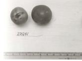 Click for 1 image(s) for this accession. FRUIT